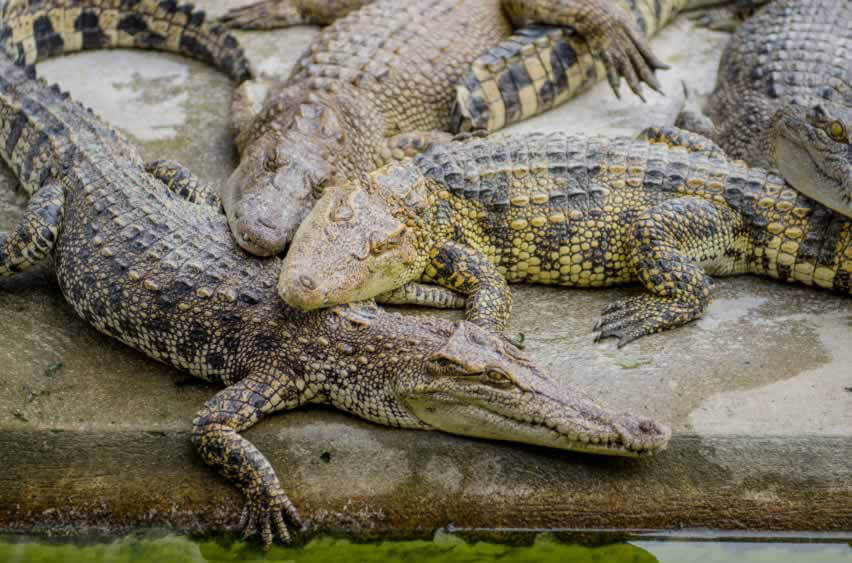 Crocodiles