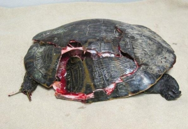 crushed-turtle