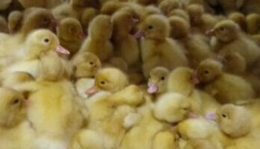 Patos Pateados y Azotados Contra Muros Para Obtener su Carne y Plumas