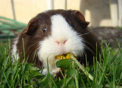 cute-guinea-pig