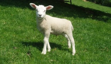 Cómo Vestir Vegano Cómo Vestir Vegano