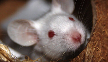 Guía compasiva para alejar ratones: 9 pasos para un hogar libre de roedores