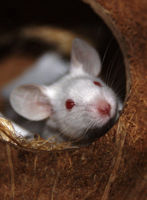 ▷ ¿Qué hacer para no tener una plaga de ratas en casa?