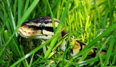 ¿La Serpiente es una ‘Mascota para Principiantes’? ¡No! Y Aquí te Contamos Por Qué