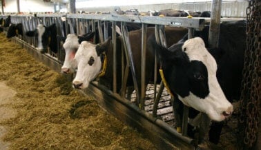 Productores de Lácteos Forzados a Botar Leche no Deseada: No Permitas que las Vacas Mueran por la Codicia de Estos