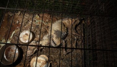 30 Animales Muertos y en Descomposición Encontrados en la Casa del Director Ejecutivo del Autoproclamado “Rescate” Animal