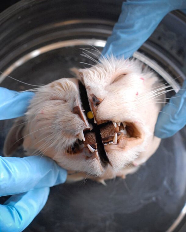 dead-cat-vivisection-testing