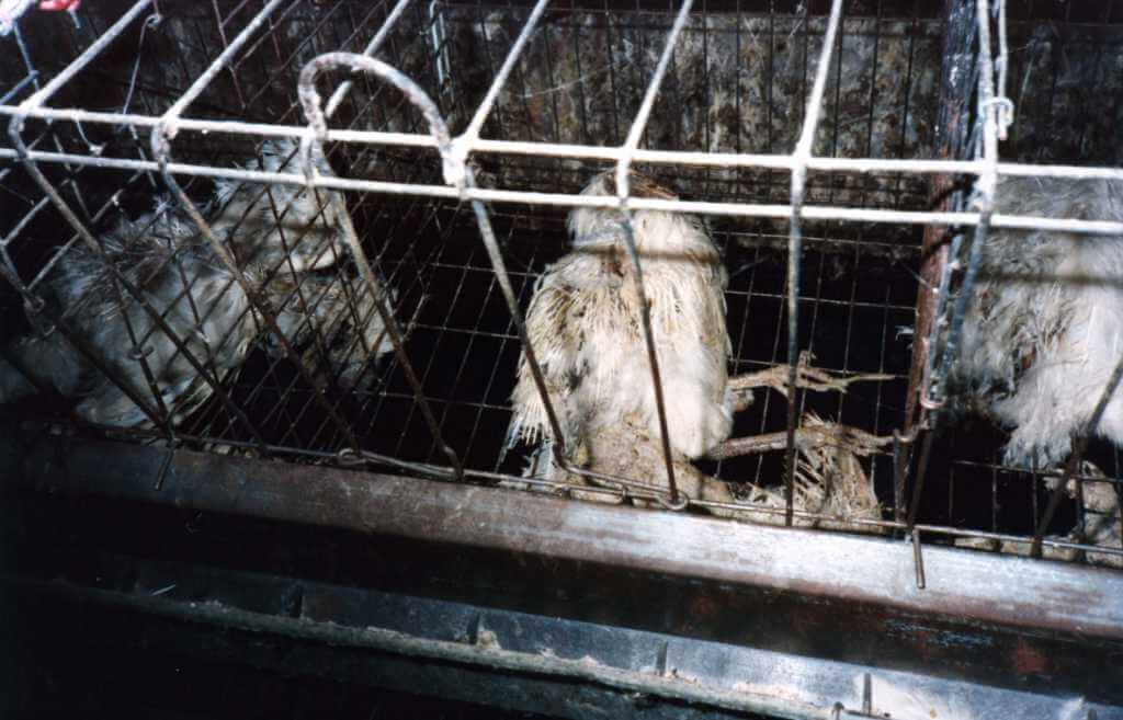 dead chicken in battery cage