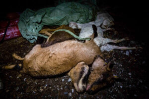 dead goats in trash at milk farm