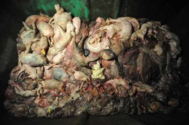 dead-pigs-in-dumpster-at-factory-farm