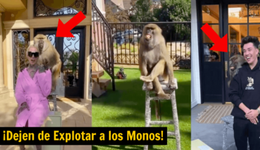 Monos Obligados a Posar con James Charles y Jeffree Star: Expositor Citado Tras Dato de PETA