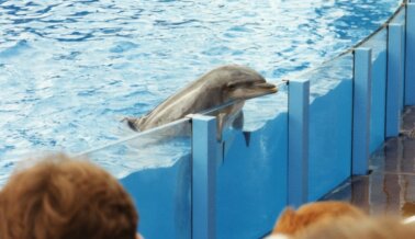 Un Delfín y Una Beluga, Son los Últimos en Morir en Marineland de Canadá
