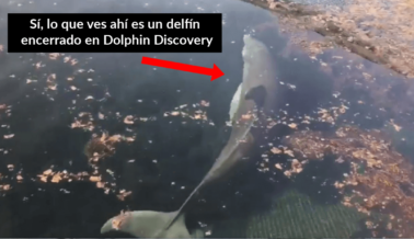 ¿Abandonó Dolphin Discovery a los Delfines?