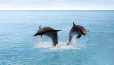¡HISTÓRICO! El Mayor Sitio de Viajes del Mundo Rechaza el Cautiverio de Ballenas y Delfines