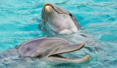 Obituarios de Delfines: Cómo es Realmente Vivir y Morir en SeaWorld