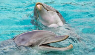 8 Datos Inquietantes sobre Delfines que SeaWorld No Quiere que Sepas