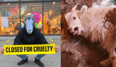 NowThis Presenta un Minidocumental Sobre la Batalla de PETA Contra Urban Outfitters