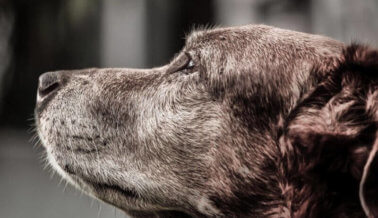 Lo que tu animal anciano no puede decirte, pero necesitas saber