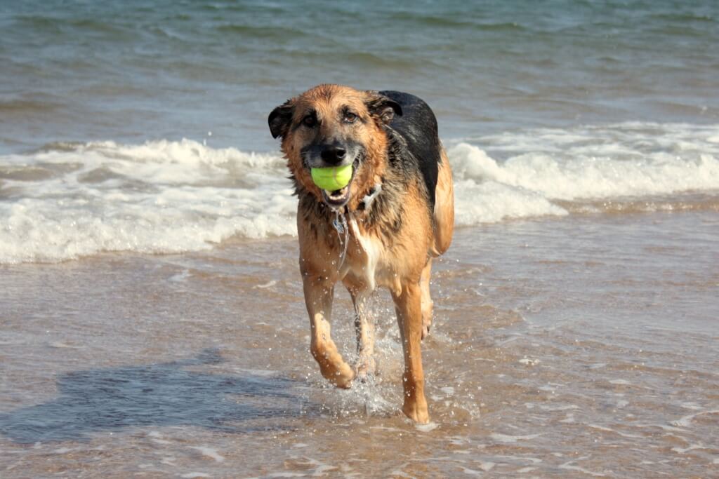 dog-at-beach-1217208-1024x683