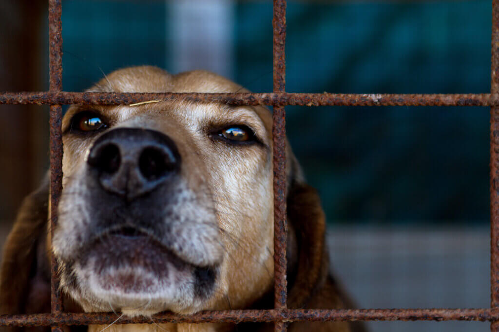 dog behind bars