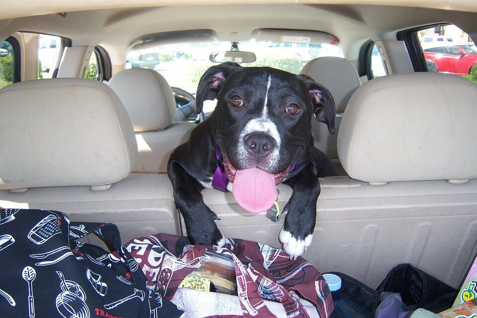 Dog in car