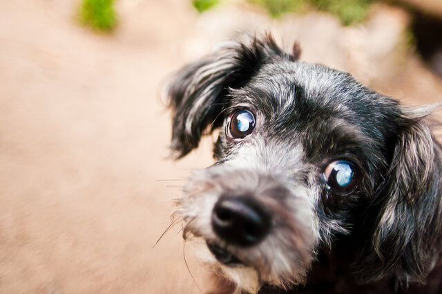 dog cataract