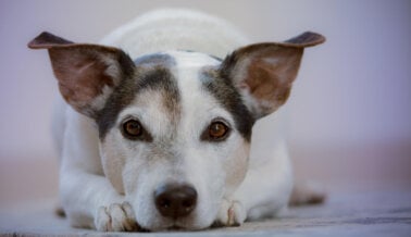 ¡Progreso! La Ley Reconoce a los Animales de Compañía Como Parte de la Familia en España