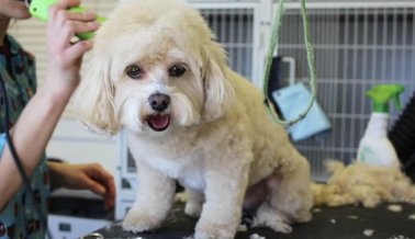 Perro muere en salón de grooming de Petco en México