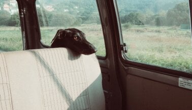¿Crees que está bien dejar a tu perro en un carro? No ignores los avisos