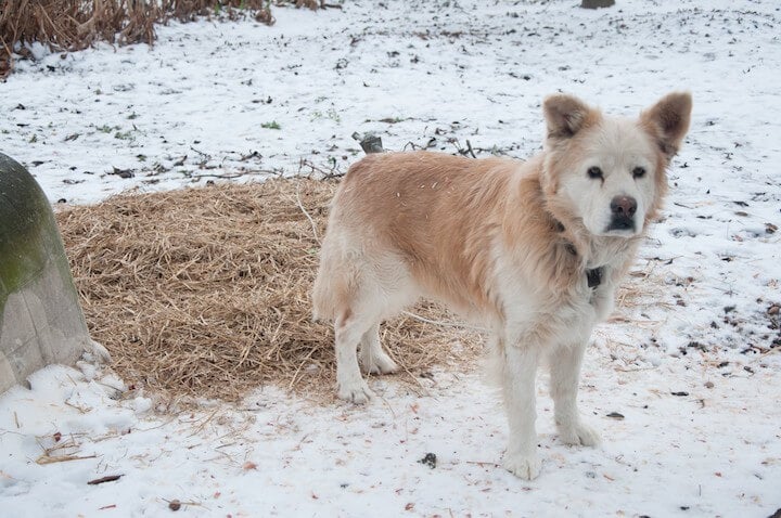 Cold chained dog in the snow during straw delivery in January 2013.