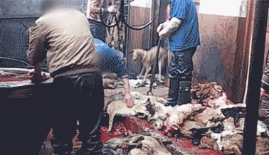 Ayuda a perros como los que son asesinados para el festival de carne de perro de Yulin