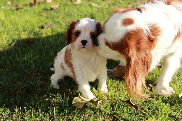 Dog mom loves her puppy