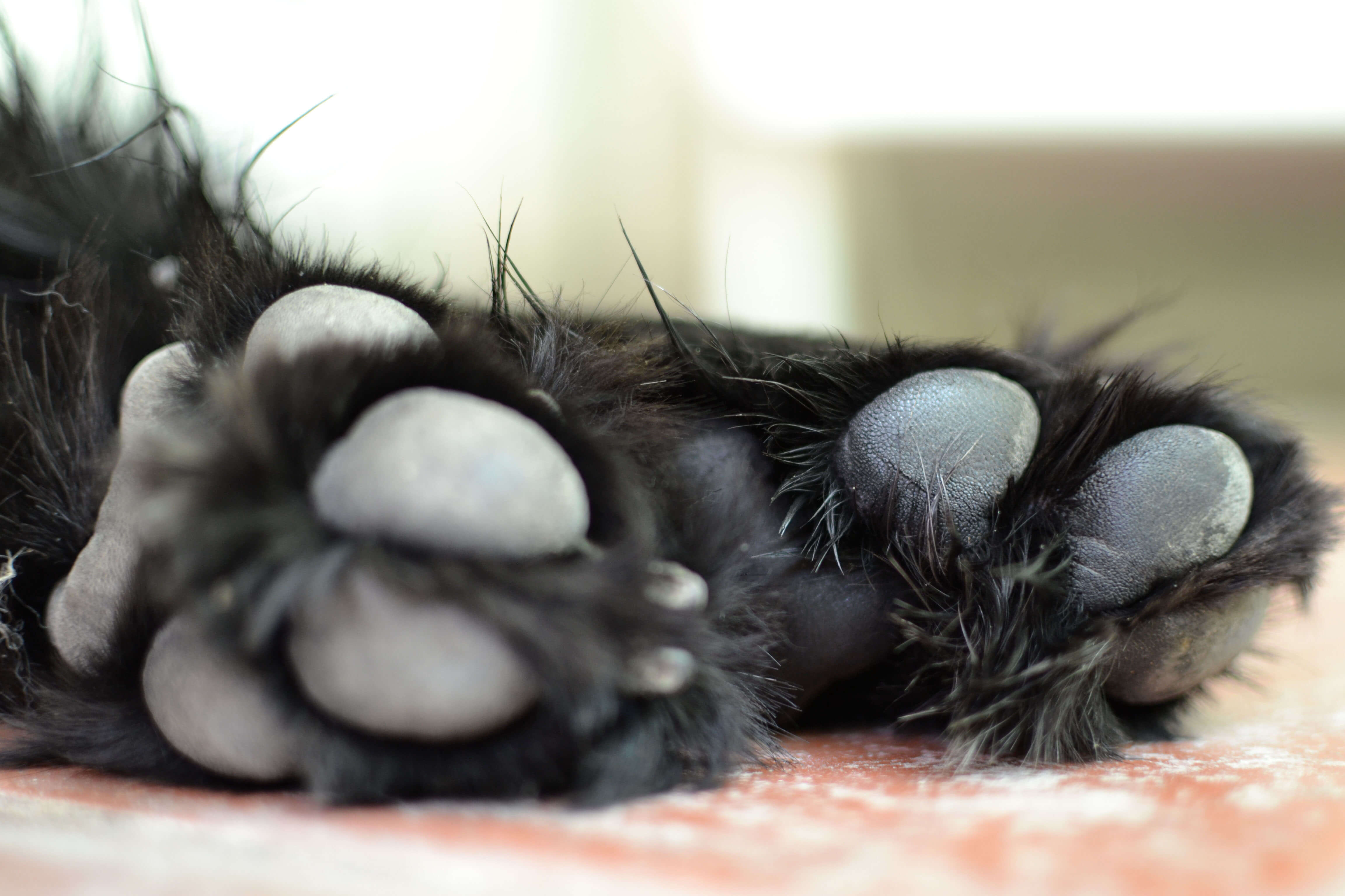 Лапка черного кота. Кошачья лапка. Черная Кошачья лапа. Кошачьи подушечки на лапах. Лапки черной кошки.