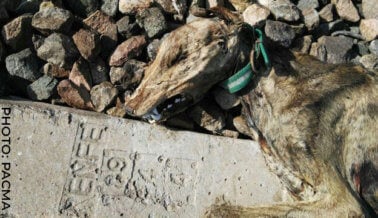 20 perros hallados muertos en España indica que la crueldad va en aumento