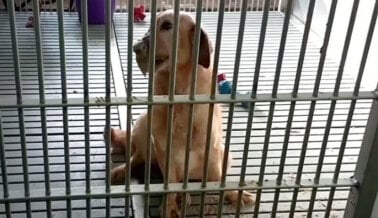 Insta a la Universidad de Texas A&M a Cerrar el Laboratorio de Perros Insta a la Universidad de Texas A&M a Cerrar el Laboratorio de Perros