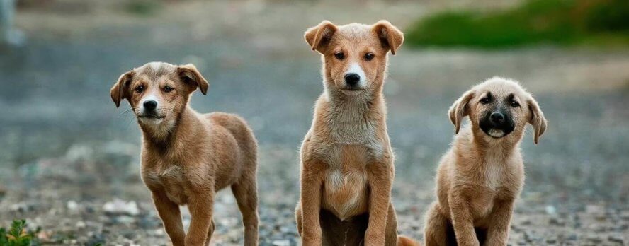 Los animales están muriendo mientras Los Ángeles incumple sus propias leyes