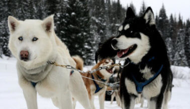 Perro asesinado en Iditarod