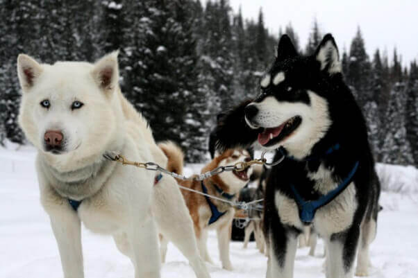 dogs Iditarod