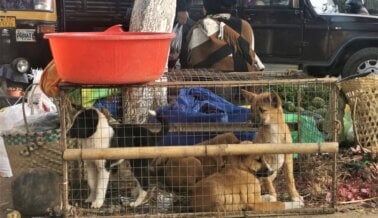 Investigación Urgente: El Mercado Ilegal de Fauna Silvestre y de Carne de Perro en India