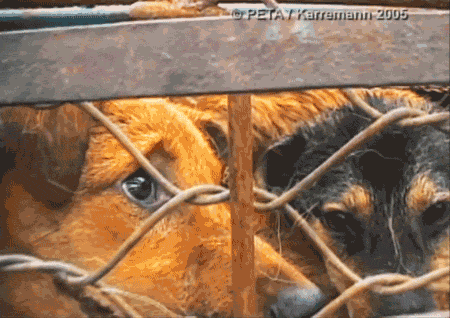 dogs-in-cage