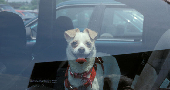 Perro en auto caliente