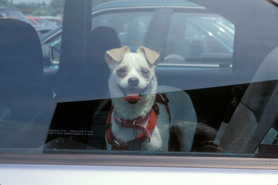 Perro en auto caliente