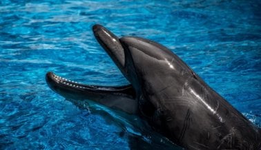 Si amas a los delfines, JAMÁS pagues para nadar con ellos