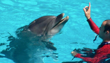 ¿Cuántos Delfines Murieron en los Parques de SeaWorld en 2022?