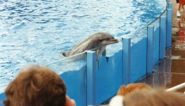 La Delfín Ariel Ha Vivido en Cuarentena Más de 20 Años