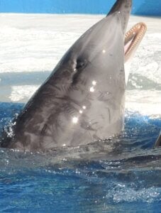 Delfin con marcas y heridas