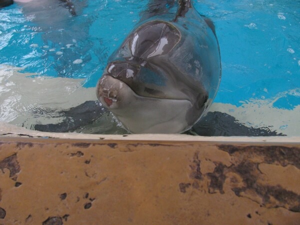 dolphin with injured jaw Seaworld