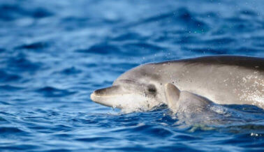 Mira a la madre delfín luchar con cazadores que quieren robar su bebé