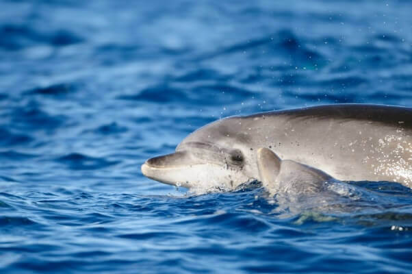 dolphinphoto-602x400