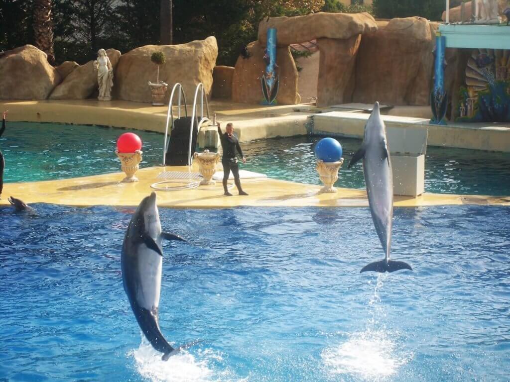 delfin seaworld